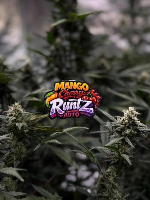FastBuds MSRA&BSCA. Week 8