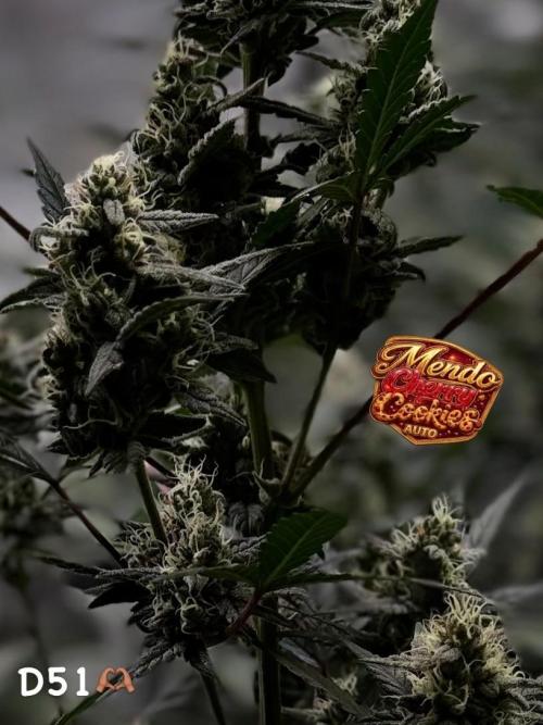 FastBuds MSRA&BSCA. Week 8