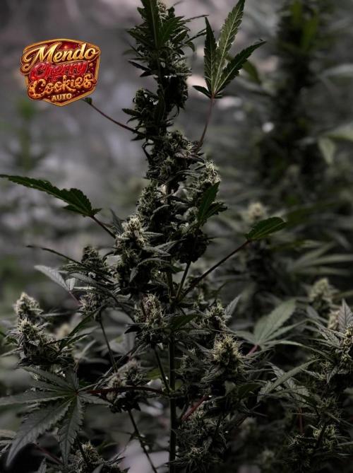 FastBuds MSRA&BSCA. Week 8