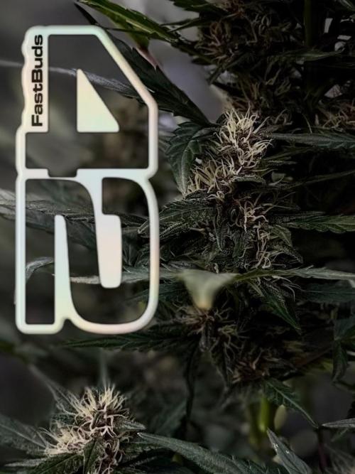 FastBuds MSRA&BSCA. Week 8