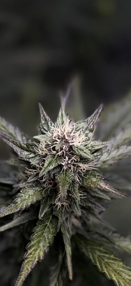 FastBuds MSRA&BSCA. Week 8