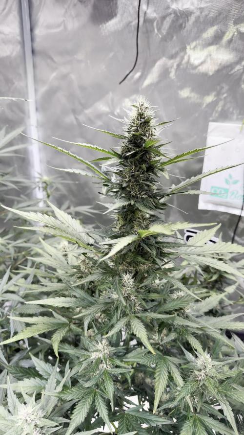FastBuds MSRA&BSCA
