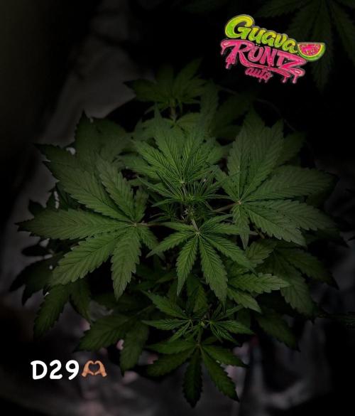 FastBuds CherryColaRF3/GuavaRuntzAuto. Week 5