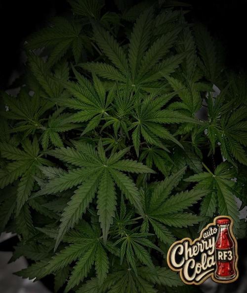 FastBuds CherryColaRF3/GuavaRuntzAuto. Week 5