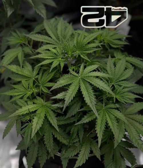FastBuds CherryColaRF3/GuavaRuntzAuto. Week 5