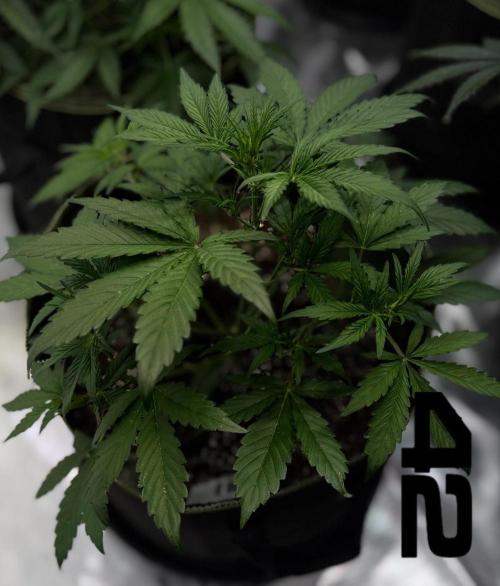 FastBuds CherryColaRF3/GuavaRuntzAuto. Week 5