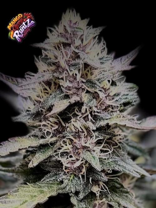 FastBuds MSRA&BSCA. Week 9