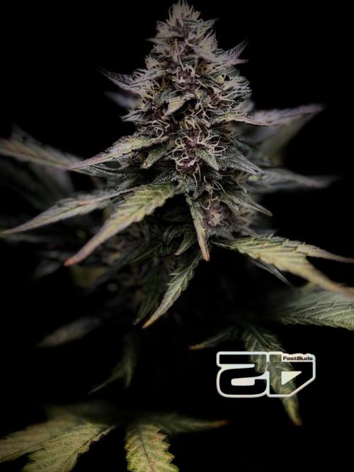 FastBuds MSRA&BSCA. Week 9
