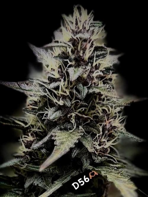 FastBuds MSRA&BSCA. Week 9