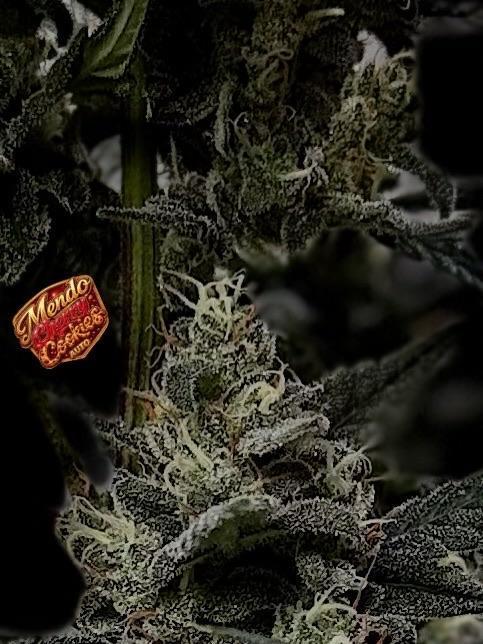 FastBuds MSRA&BSCA. Week 9