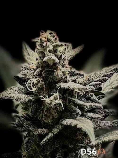 FastBuds MSRA&BSCA. Week 9