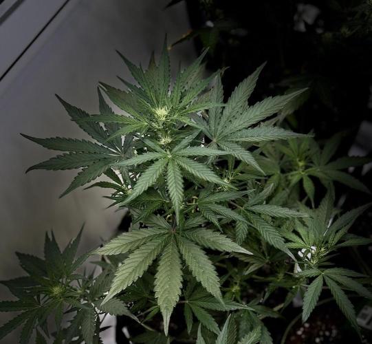 FastBuds CherryColaRF3/GuavaRuntzAuto. Week 6