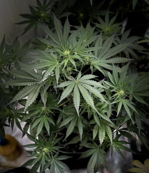 FastBuds CherryColaRF3/GuavaRuntzAuto. Week 6