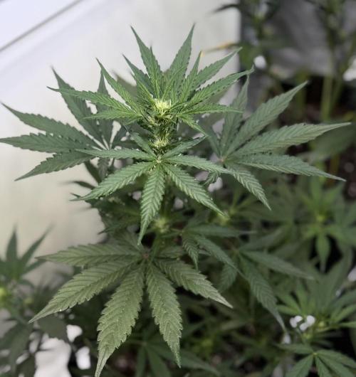 FastBuds CherryColaRF3/GuavaRuntzAuto. Week 6