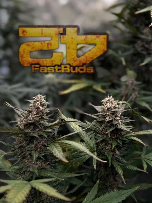 FastBuds MSRA&BSCA. Week 9