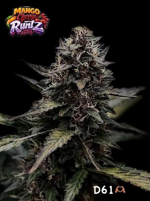 FastBuds MSRA&BSCA. Week 9