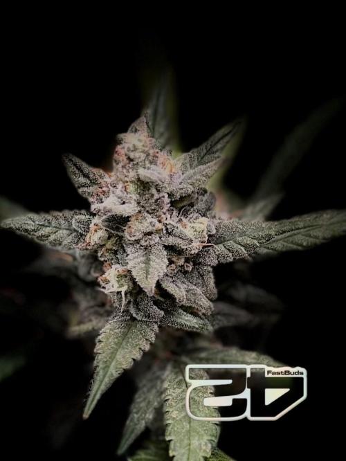 FastBuds MSRA&BSCA. Week 9