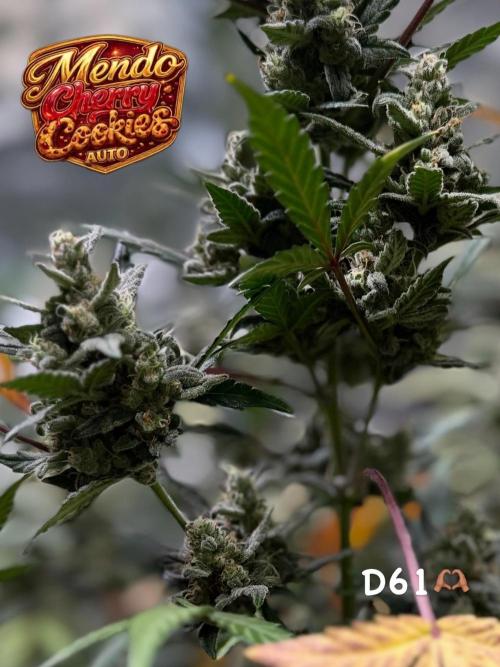 FastBuds MSRA&BSCA. Week 9
