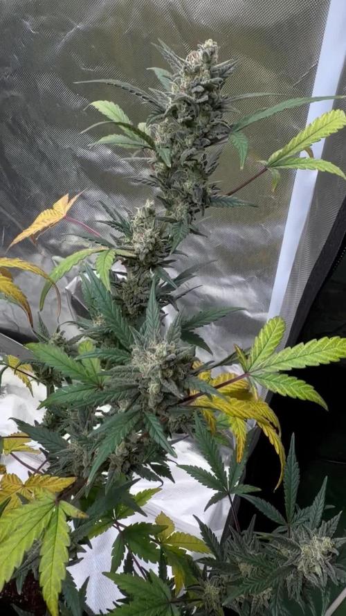 FastBuds MSRA&BSCA