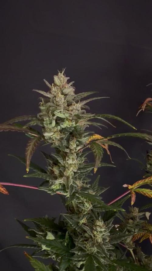 FastBuds MSRA&BSCA
