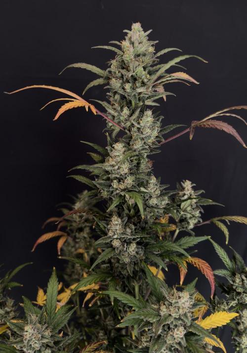 FastBuds MSRA&BSCA. Week 10