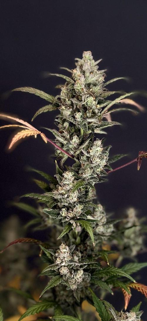 FastBuds MSRA&BSCA. Week 10