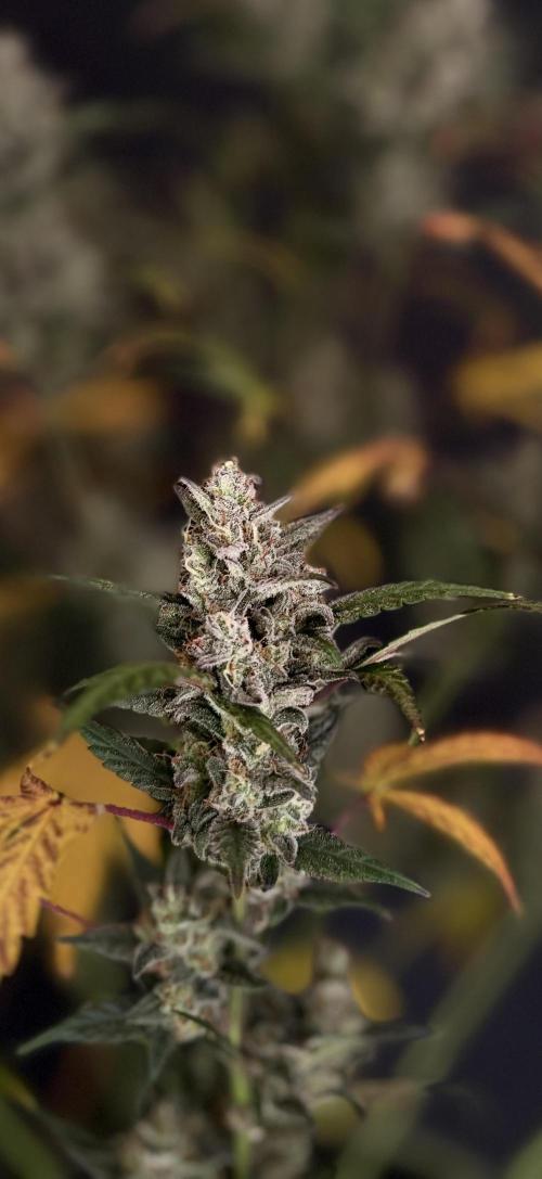 FastBuds MSRA&BSCA. Week 10