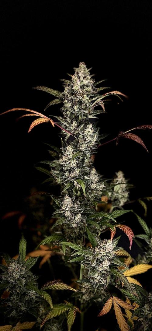 FastBuds MSRA&BSCA. Week 10