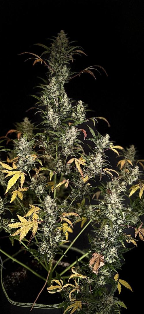 FastBuds MSRA&BSCA. Week 10