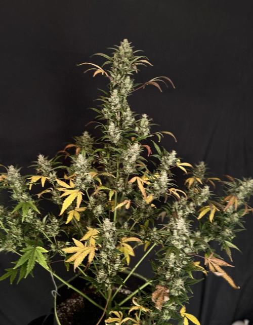 FastBuds MSRA&BSCA. Week 10