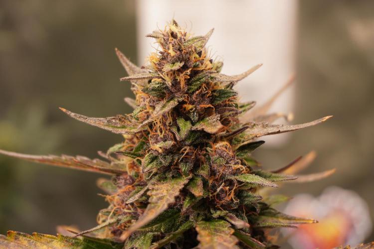 FastBuds MSRA&BSCA. Week 10