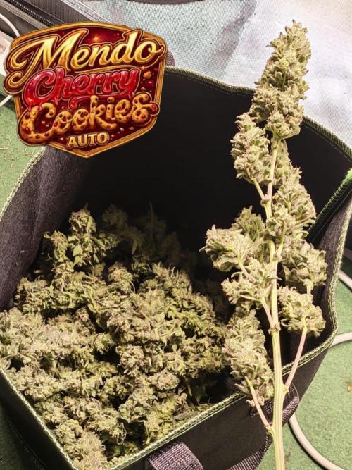 FastBuds MSRA&BSCA. Week 11