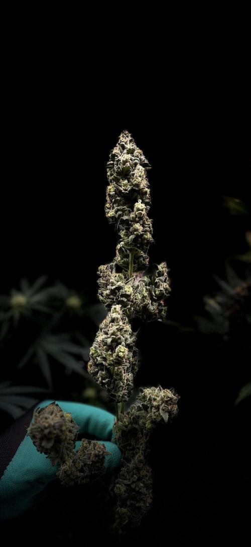 FastBuds MSRA&BSCA. Week 11