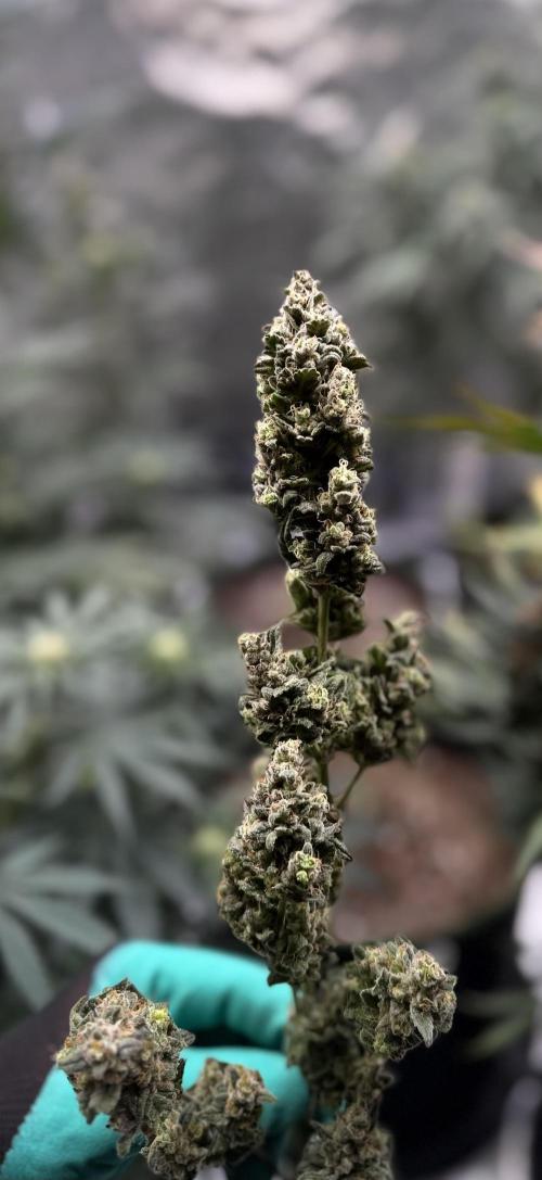 FastBuds MSRA&BSCA. Week 11