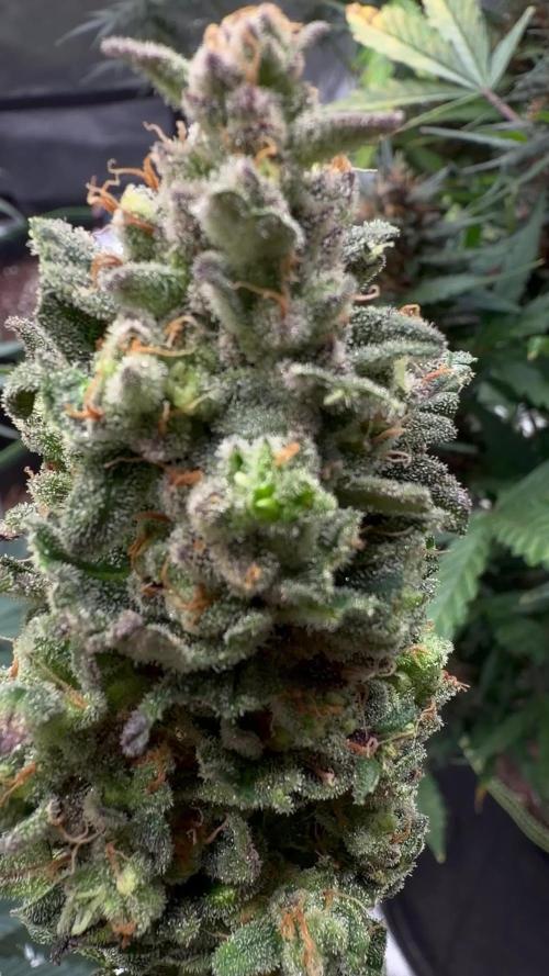 FastBuds MSRA&BSCA