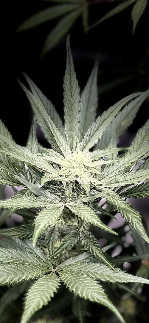 FastBuds CherryColaRF3/GuavaRuntzAuto. Week 7