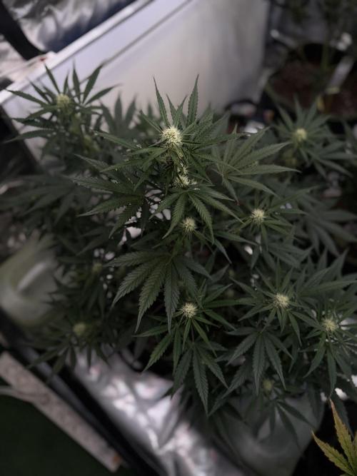 FastBuds CherryColaRF3/GuavaRuntzAuto. Week 7