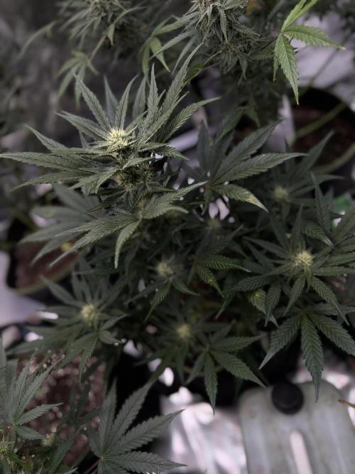 FastBuds CherryColaRF3/GuavaRuntzAuto. Week 7