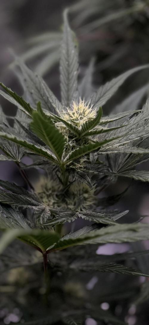 FastBuds CherryColaRF3/GuavaRuntzAuto. Week 7