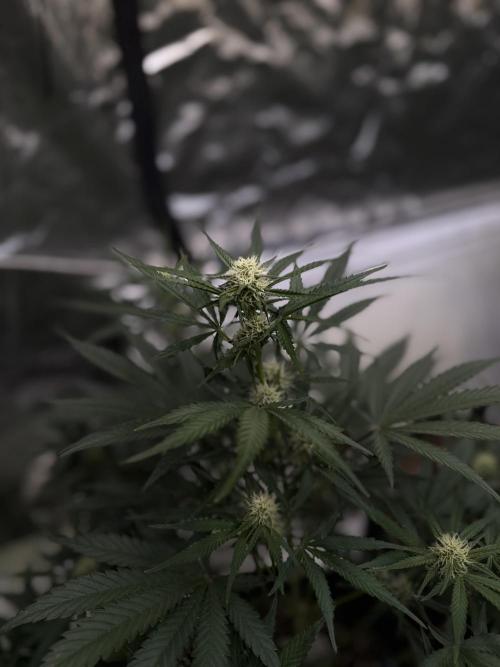 FastBuds CherryColaRF3/GuavaRuntzAuto. Week 7