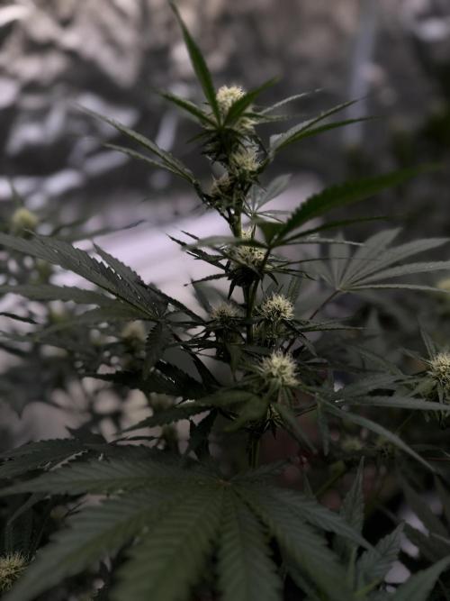 FastBuds CherryColaRF3/GuavaRuntzAuto. Week 7