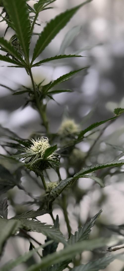 FastBuds CherryColaRF3/GuavaRuntzAuto. Week 7