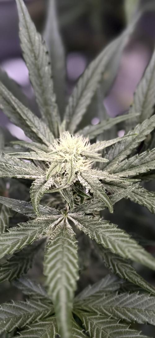 FastBuds CherryColaRF3/GuavaRuntzAuto. Week 7