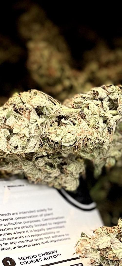 FastBuds MSRA&BSCA. Week 11