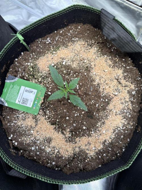 Fast Buds Gelato/PoundCake. Week 1
