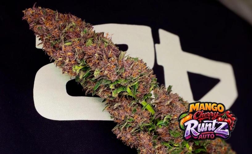FastBuds MSRA&BSCA. Week 12