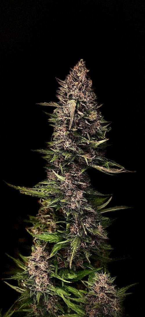 FastBuds MSRA&BSCA. Week 12