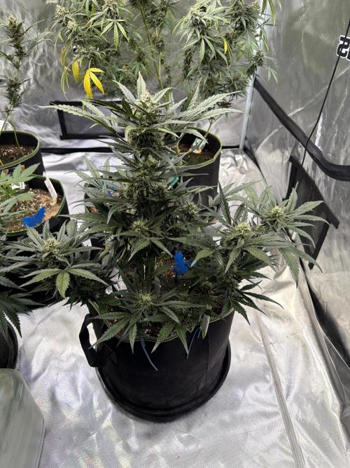 FastBuds CherryColaRF3/GuavaRuntzAuto. Week 8