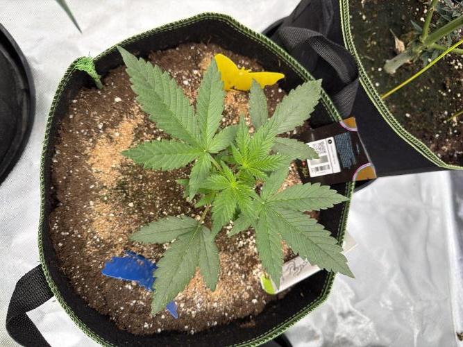 Fast Buds Gelato/PoundCake. Week 3 - D19?🏽