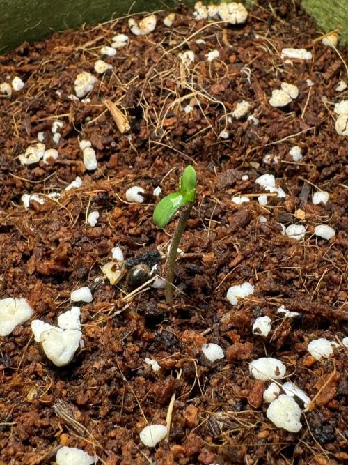 Amnesia Z Auto (FastBuds), 30x30x60, 50W. Week 1 - 11.30.25 - 1 day